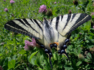 Sail swallowtail. A bright swallowtail butterfly in a meadow. Close up © Oleksii