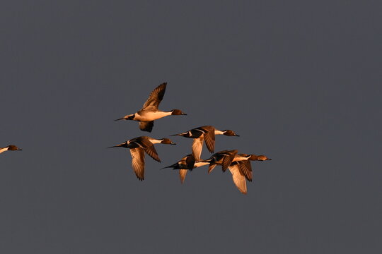 pintail spring flight