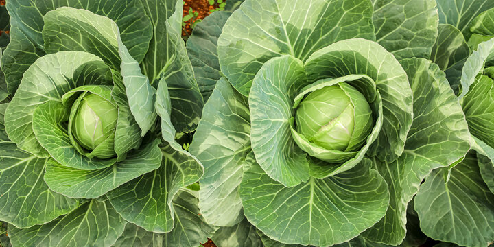 Garden bed with green cabbage plants, close-up view of several ripe cabbage heads surrounded by broad textured leaves in natural garden soil. Organic farming, natural agriculture, harvest season.