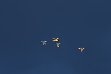 pintail courtship flight in dark sky