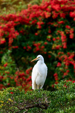 Great egret (Ardea alba) perched on green bushes with a vibrant red floral background.
