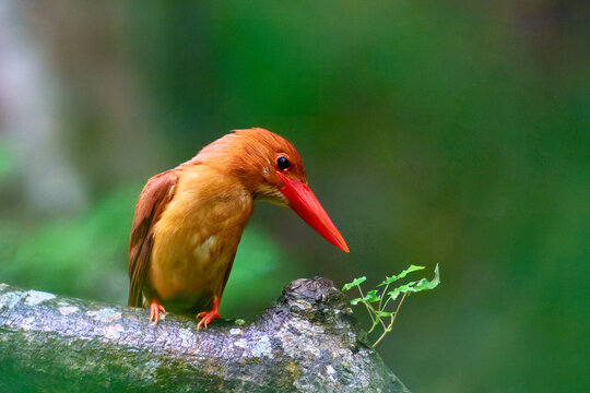 Ruddy kingfisher (Halcyon coromanda) perched on a mossy branch in a lush green forest, Shirakami-Sanchi, Japan.