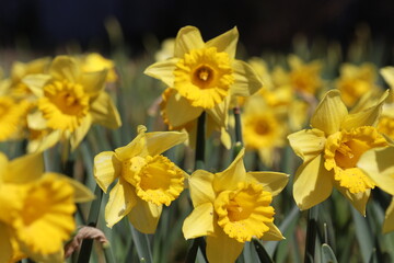 Fototapeta premium Yellow daffodils