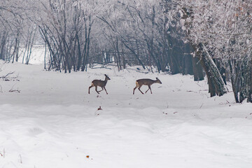 Two Roe Deer Walking Through a Snowy Winter Forest with Frosted Trees