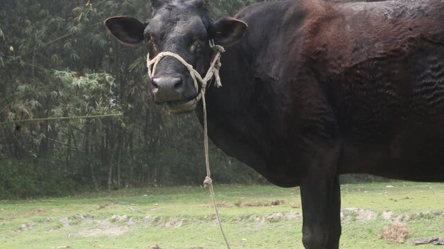 A black cow stands in a lush green field on a rainy day, wearing a rope halter and lead.