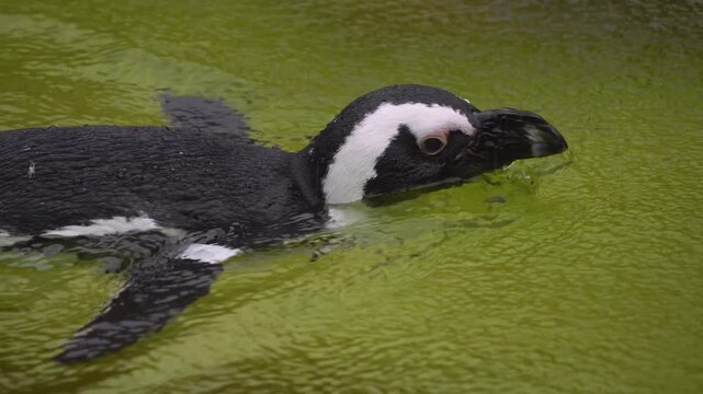 Close up of a jackass or Humboldt penguin swimming around and lake on a sunny day
