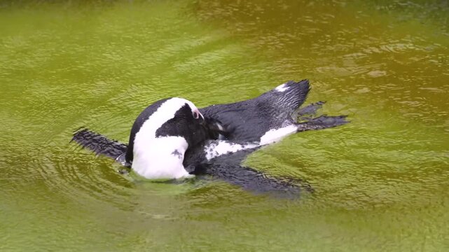 Close up of a jackass or Humboldt penguin swimming around and lake on a sunny day
