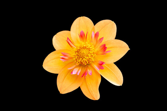 Dahlia 'Kelsey Annie Joy' a summer autumn fall flowering tuber plant with a peach pink summertime flower cut out and isolated on a black background, gardening stock photo image