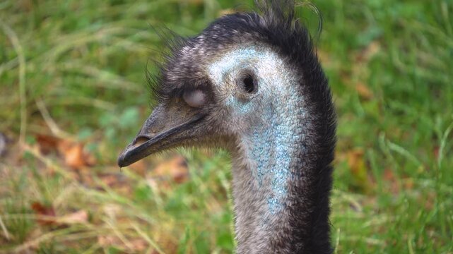 A very close up of an emu bird head and eyes looking around on a cloudy spring day