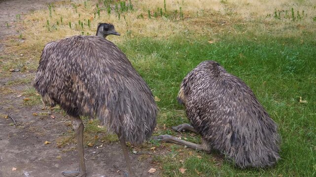 Close up of two emus on a meadow grooming , resting and looking around on a sunny spring day