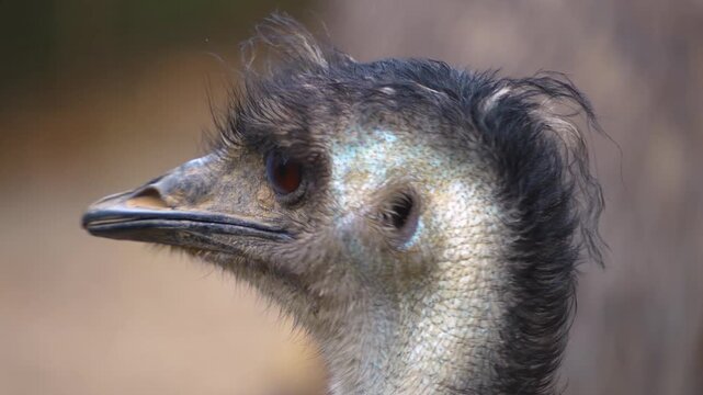 A very close up of an emu bird head and eyes looking around on a cloudy spring day
