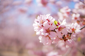 Fototapeta premium Blooming almond blossoms with bees, selective focus and shallow depth of field, few flowers in sharp focus and soft bokeh background, delicate spring nature scene.