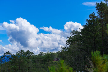Obraz premium Blue Sky with White Clouds Above Pine Forest in the Philippines