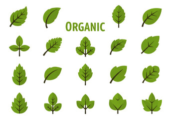 Fototapeta premium Flat design illustration vector of various green leaves with the word 'ORGANIC' on a white background.
