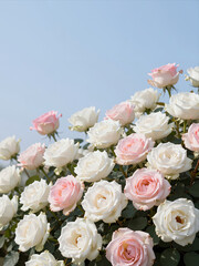 Obraz premium Beautiful Cluster of White and Pink Roses Blooming Outdoors under Clear Blue Sky Natural Garden Floral Arrangement for Wedding or Romantic Decor