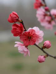 Obraz premium Delicate Pink and Red Cherry Blossoms in Full Bloom on a Slender Branch with Soft Blurred Background Natural Spring Floral Photography