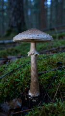 Fototapeta premium Mushroom Growing in Mossy Forest Floor with Soft Natural Lighting and Blurred Tree Background for Nature Photography or Ecological Design Projects