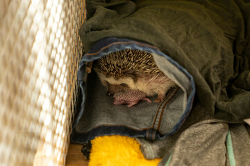 Newborn African pygmy hedgehog hoglet standing in fabric pouch with adult hedgehog behind near cage. Domestic hedgehog breeding and animal care concept. Design for poster, banner, card, print. © Yevheniia
