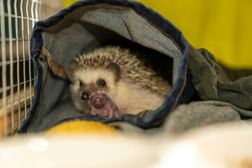 Newborn African pygmy hedgehog hoglet standing in fabric pouch with adult hedgehog behind near cage. Domestic hedgehog breeding and animal care concept. Design for poster, banner, card, print. © Yevheniia
