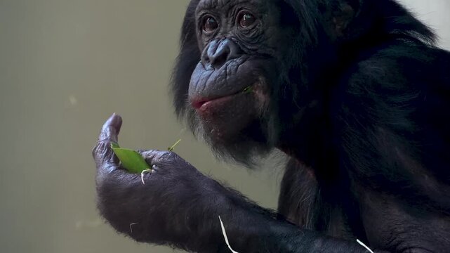 Close up Bonobo monkey head eating food with his hand