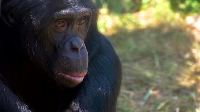 Close up Bonobo monkey head looking around on a sunny day