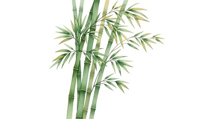Fototapeta premium Bamboo stalks watercolor illustration on white background zen nature oriental forest plant