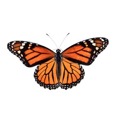 Obraz premium butterfly isolated on white background