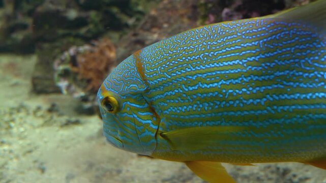 Close up of a sailfin snapper fish swimming beside a coral reef underwater.
