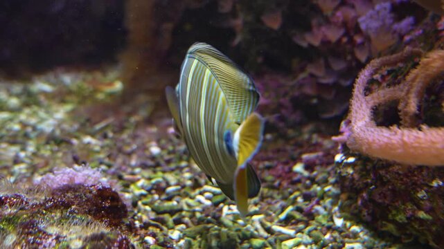Close up of an indian sailfin Zebrasoma fish swimming beside a coral reef underwater.
