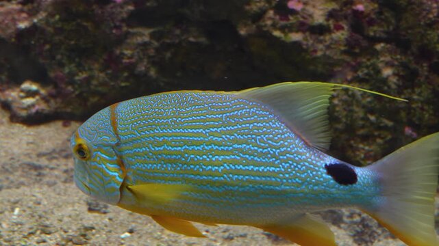 Close up of a sailfin snapper fish swimming beside a coral reef underwater.
