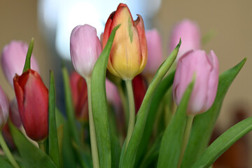 Fototapeta na wymiar bukiet kolorowych tulipanów w wazonie na stole