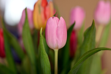 bukiet kolorowych tulipanów w wazonie na stole © Piotr