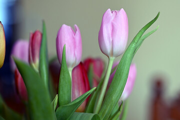 Obraz premium bukiet kolorowych tulipanów w wazonie na stole