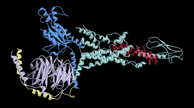 Glucagon-like peptide-1 receptor (GLP-1R) complex, representing the molecular target for Tirzepatide and other GLP-1 agonists. Detailed view of the binding site with small-molecule agonist. 3D render