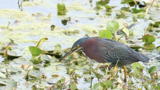 A Green Heron, Butorides virescens, hunting for food in a wetland area.