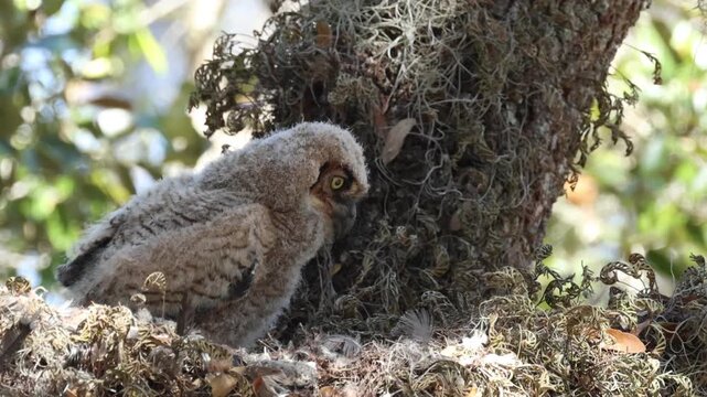  A cute baby Great Horned Owl, Bubo virginianus, on its nest in a tree.