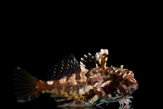 Juvenile Veda sculpin (Ocynectes maschalis), TL:40mm