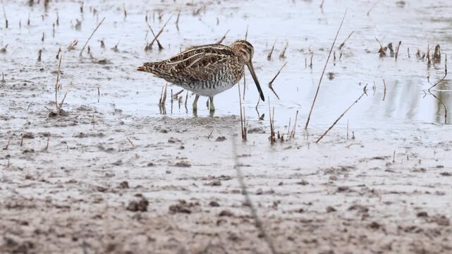 A Wilson's Snipe, Gallinago delicata, feeding in a wetland area.