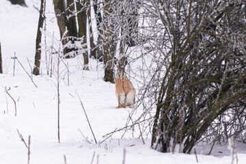 European Hare Sitting in a Snowy Winter Field with Frosted Branches
