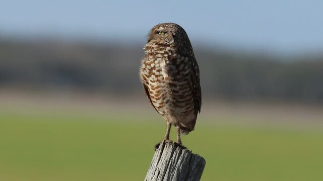 A hunting Burrowing Owl, Athene cunicularia, perching on a fence post close to its burrow.