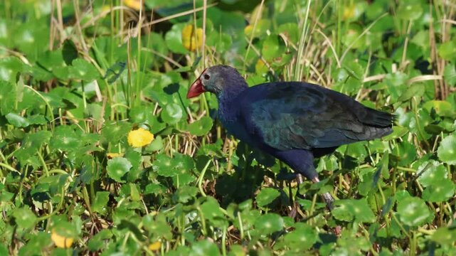 A Gray-headed Swamphen, Porphyrio poliocephalus, feeding in a wetland area.