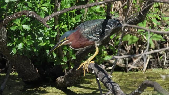 A Green Heron, Butorides virescens, feeding at the edge of a mangrove swamp.