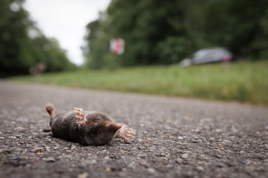 toter Maulwurf liegt in R&uuml;ckenlage auf  Stra&szlig;e