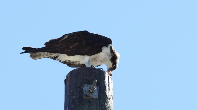 An Osprey, Pandion haliaetus, perching on a telgraph post feeding on a fish it has caught.