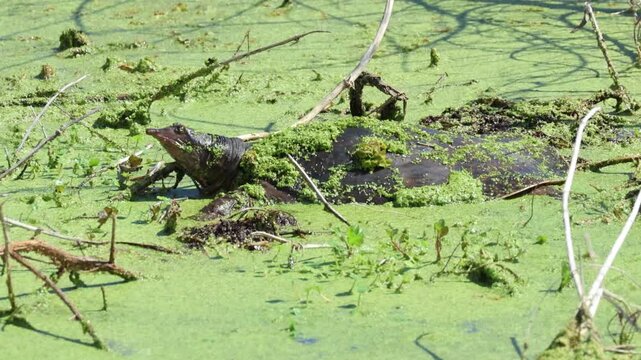 A Florida softshell Turtle, Apalone ferox, on the surface of the water in a swamp. 