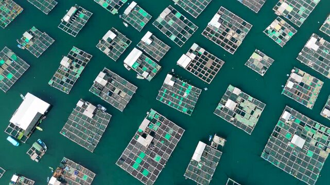 Aerial top view of marine farms structures of aquaculture cages for growing marine animals for food. View of fishing village on tropical island province.