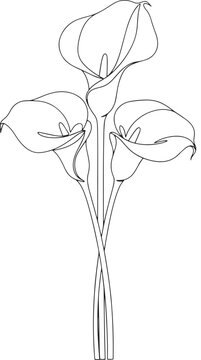 Calla lily flower bouquet line art. Minimalist black floral illustration.
