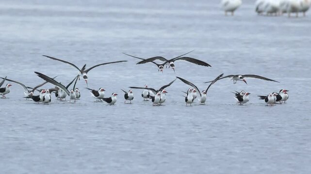 A flock of Black Skimmers, Rynchops niger, resting and landing in a lake.