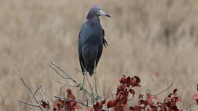 A Little Blue Heron, Egretta caerulea, perching on top of a tree in a wetland area.