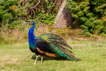 Fototapeta premium peacock in the park of wexford, ireland